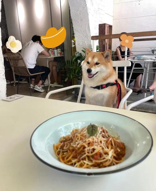 上海寵物友好餐廳 噓無聲服務(wù)與貼心寵物服務(wù)