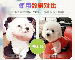 寵物服務 現(xiàn)代養(yǎng)寵生活的全方位支持