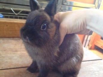 漂亮的進口品種侏儒兔與貓貓兔 潮州寵物服務的優(yōu)質選擇